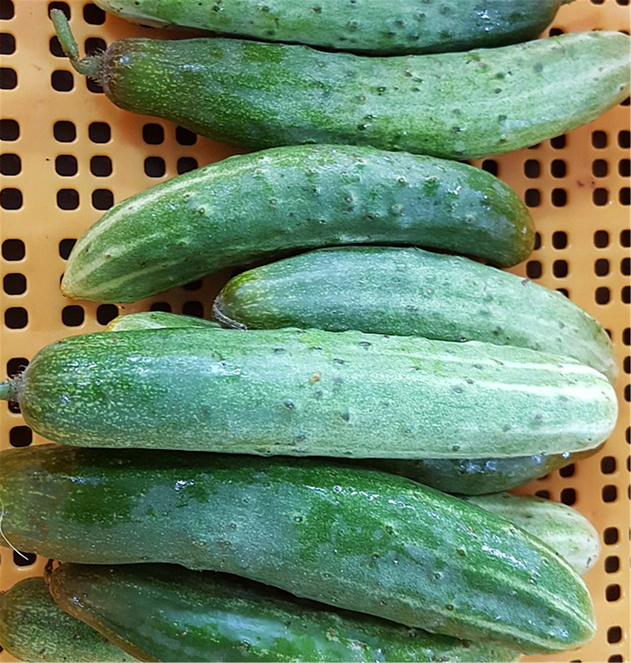 명산오이 Myeongsan cucumber