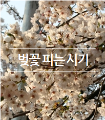 벚꽃 축제 정보
