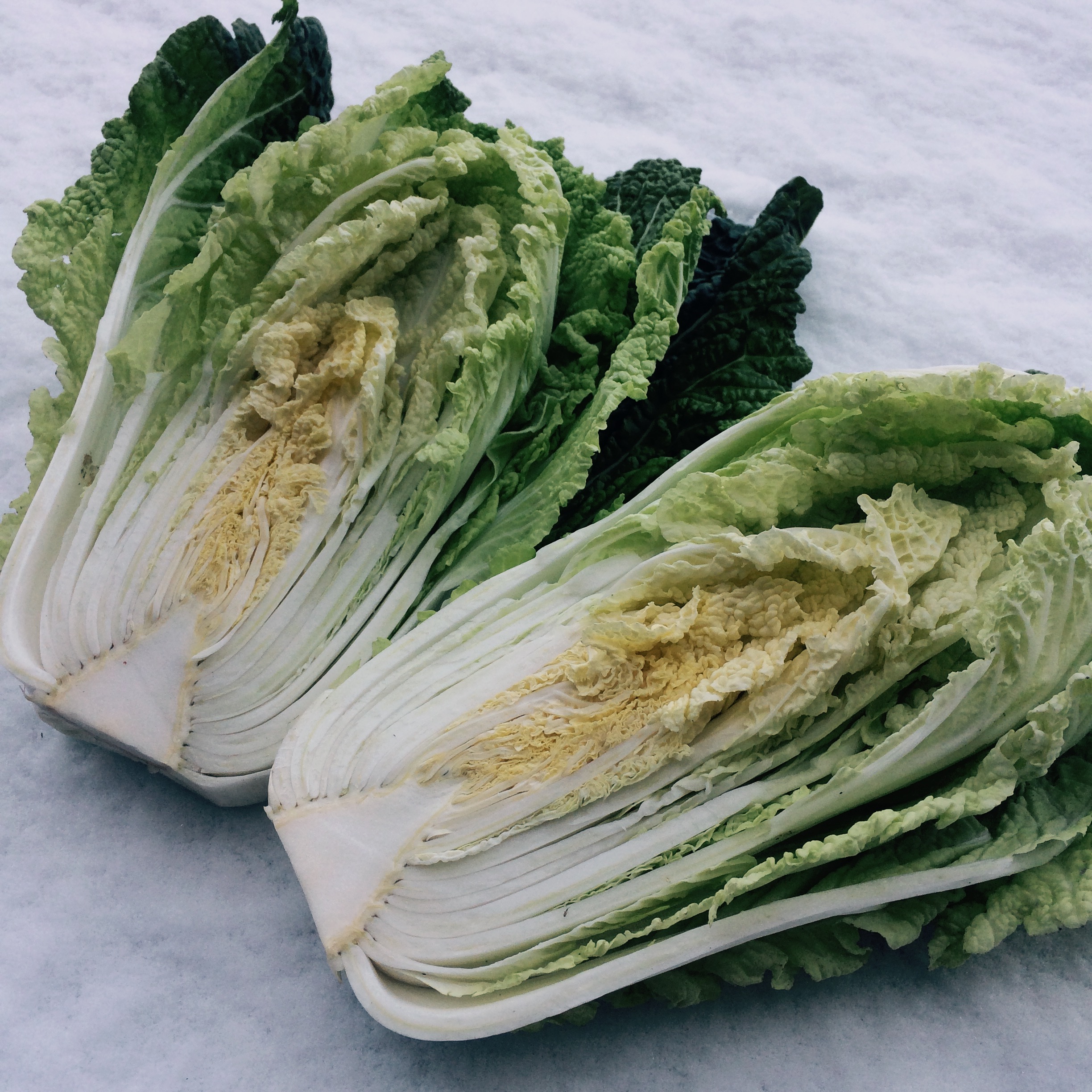 구억배추 Gueok Cabbage
