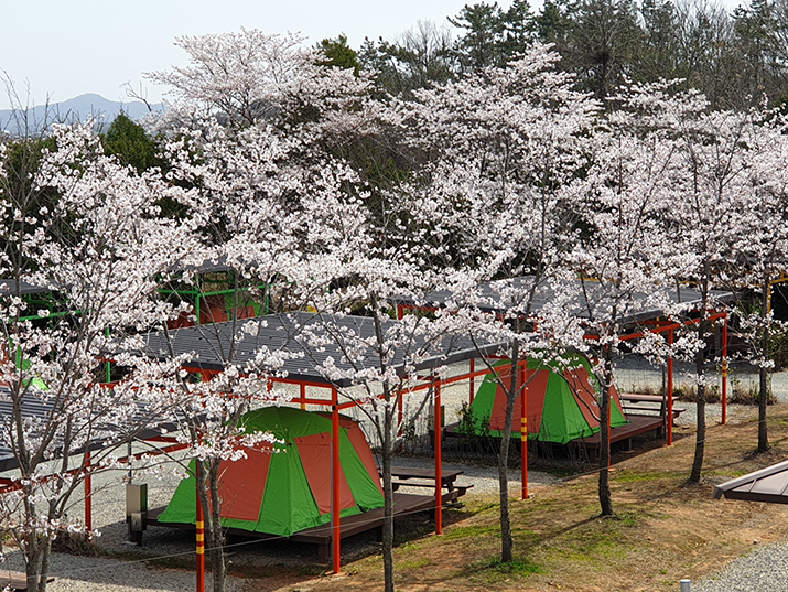함평 나비마을 서울캠핑장 사진04