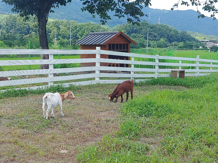 상주 감꽃마을 서울캠핑장 사진07