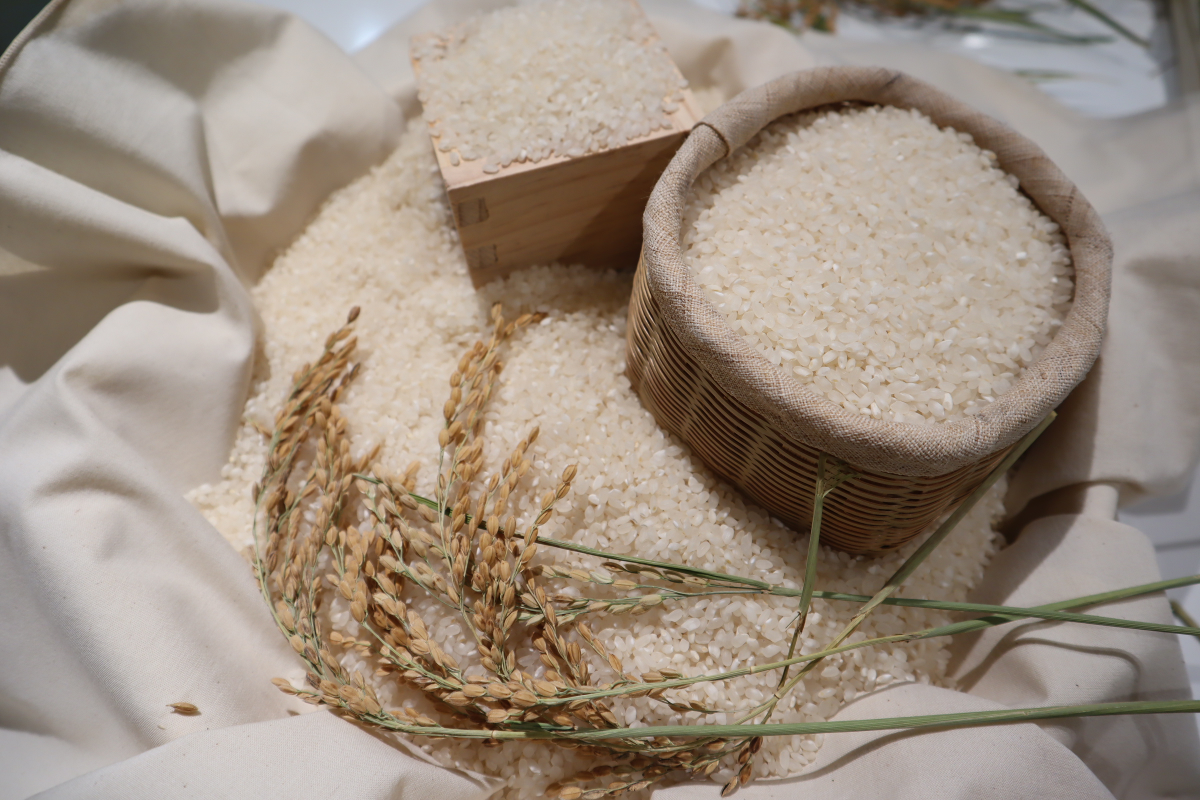 철원 오대쌀 벼와 쌀 놓아둔 사진